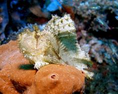 Komodo - leaf fish.